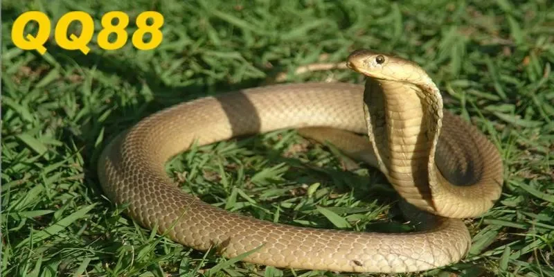 Mơ thấy rắn tại QQ88 rất tuyệt vời